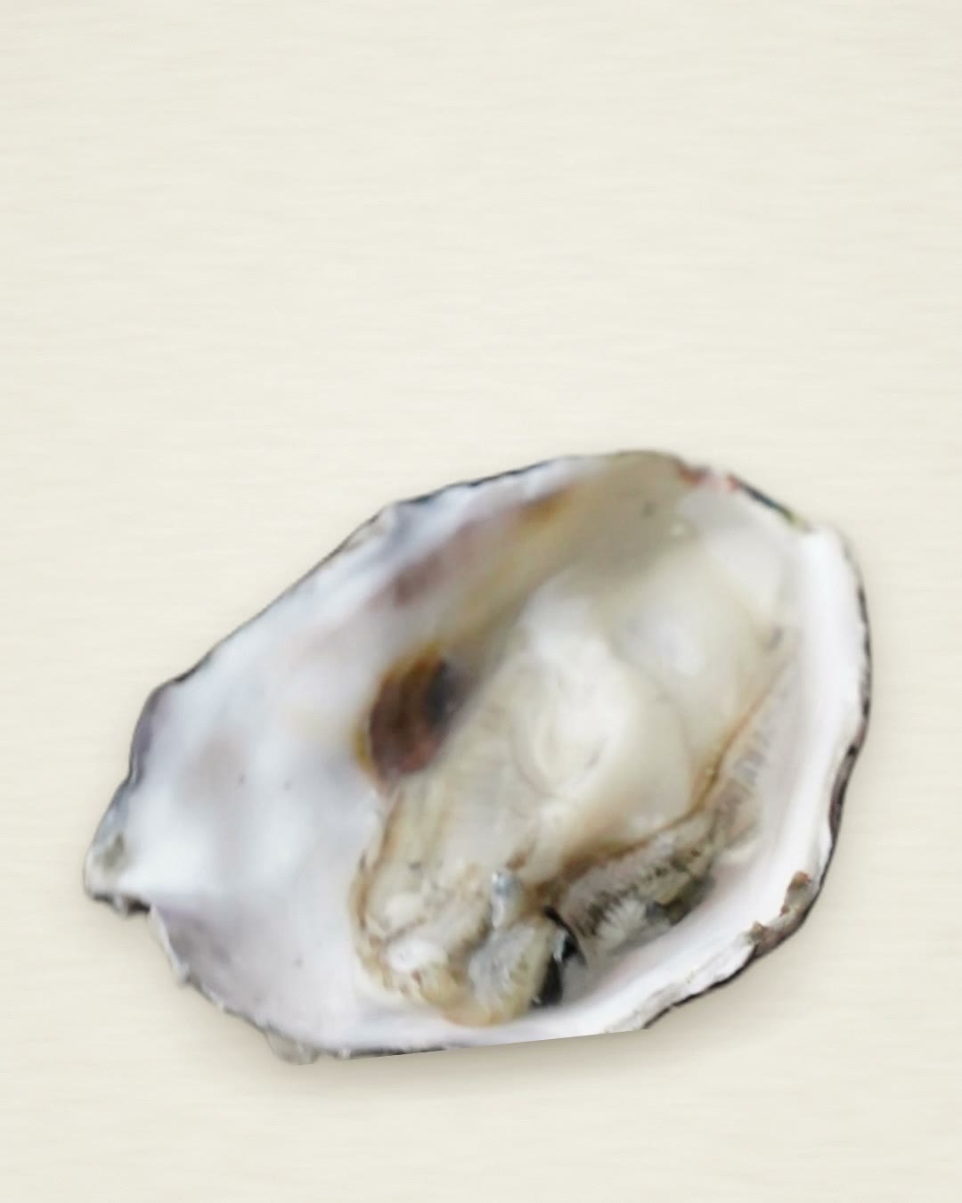 A single oyster on a cream background, from the SEAshucked Oyster Hero film